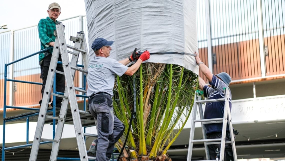 Palmy zniknęły z chorzowskiego rynku Palmy zniknęły z chorzowskiego rynku