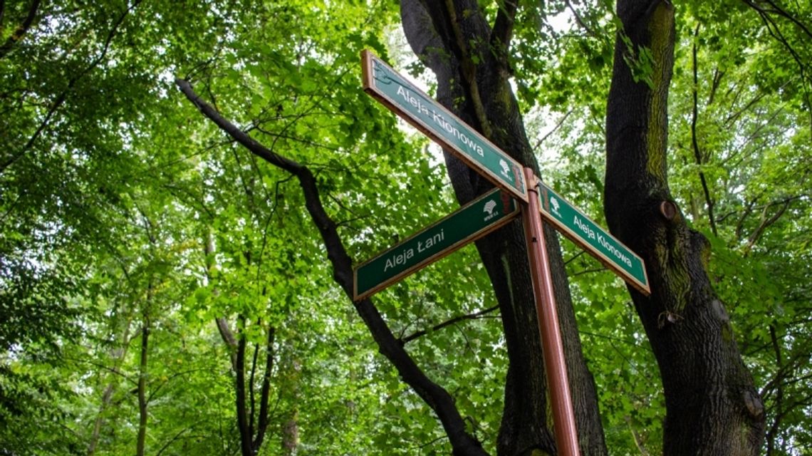 Park Śląski ogłasza kolejną inwestycję. Modernizacja al. Łani i parkingu