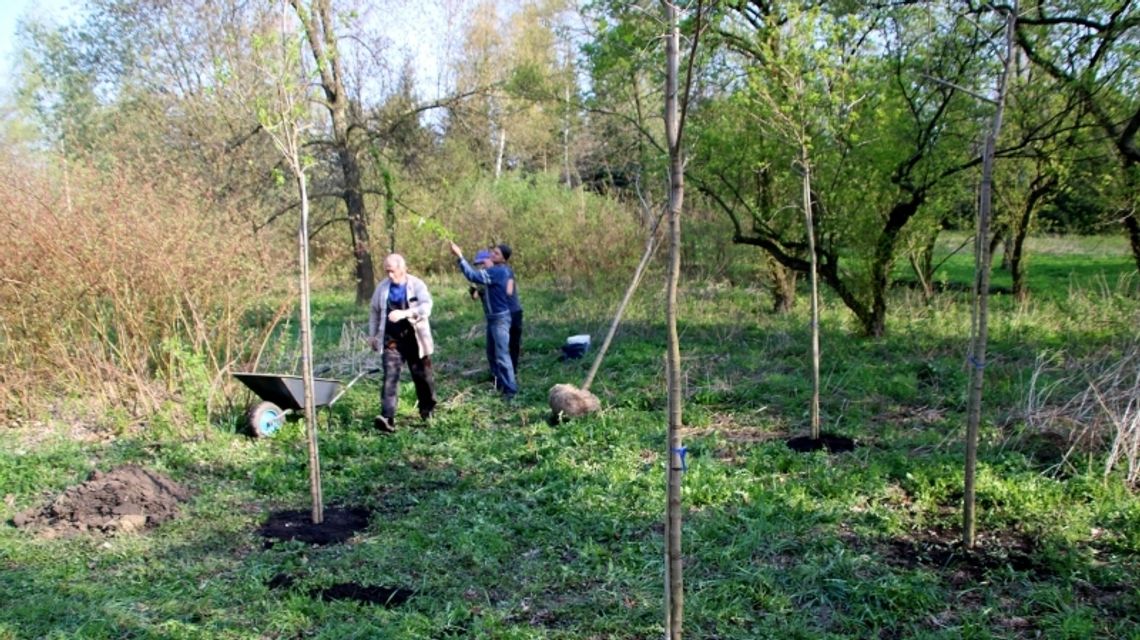 Park Śląski sadzi drzewa