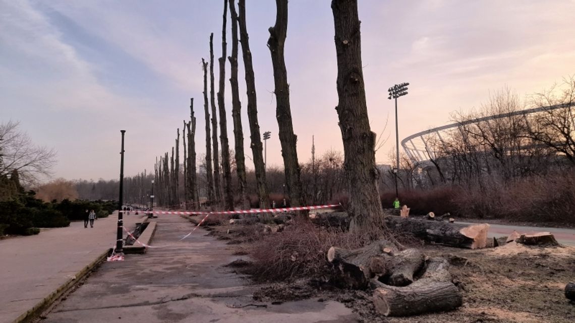 Park Śląski wyjaśnia powody wycinki prawie 100 drzew