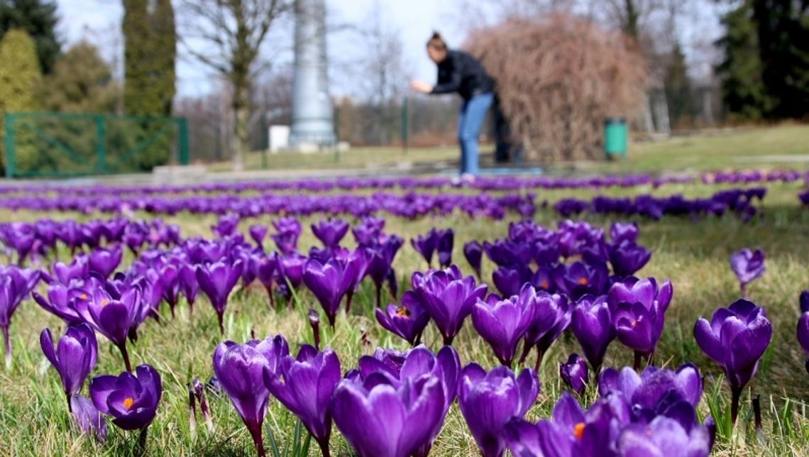 Park Śląski zaprasza na Krokusową niedzielę Park Śląski zaprasza na Krokusową niedzielę