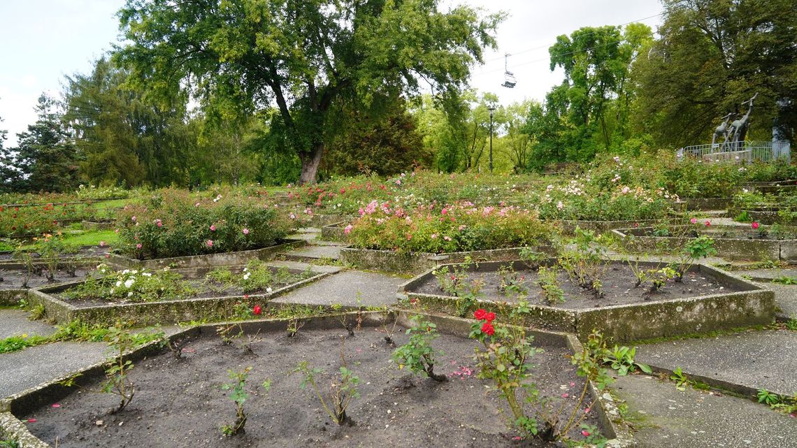 Parkowe Rosarium zostanie odnowione! Prace już ruszyły, a ich efekty poznamy za 12 miesięcy