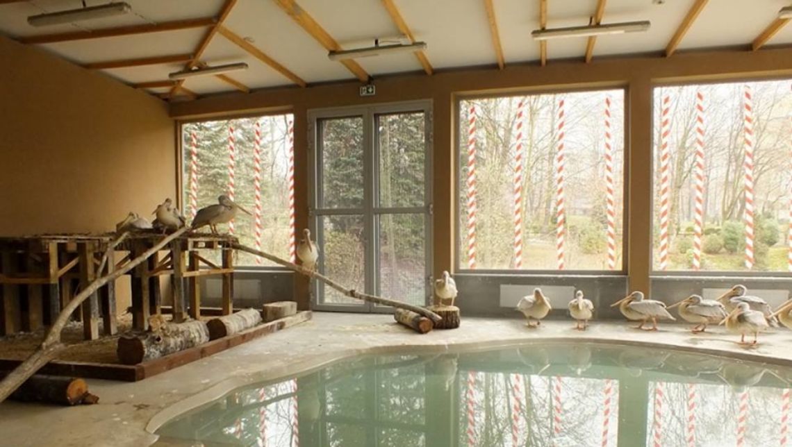 Pelikany mają willę z basenem