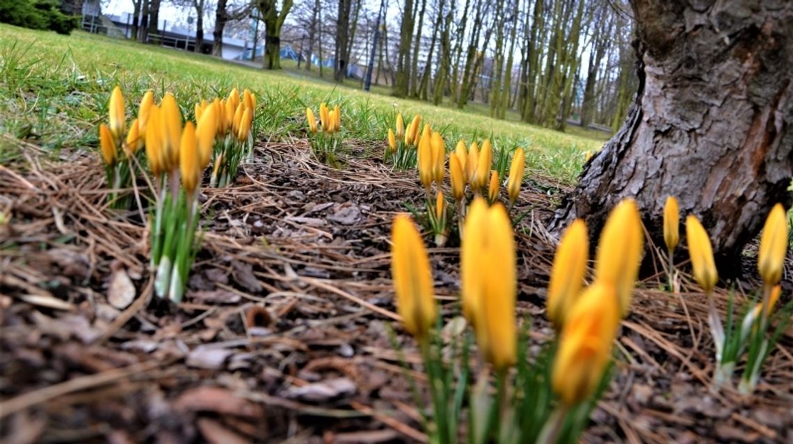 Pierwsze oznaki wiosny w Parku Śląskim Pierwsze oznaki wiosny w Parku Śląskim