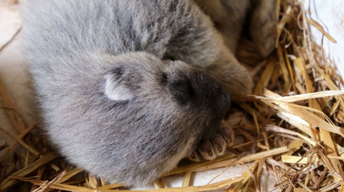 Pierwsze w Polsce narodziny rosomaków tundrowych. Młode przyszły na świat w śląskim zoo