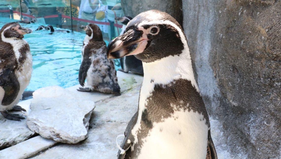 Pingwiny już na wybiegu