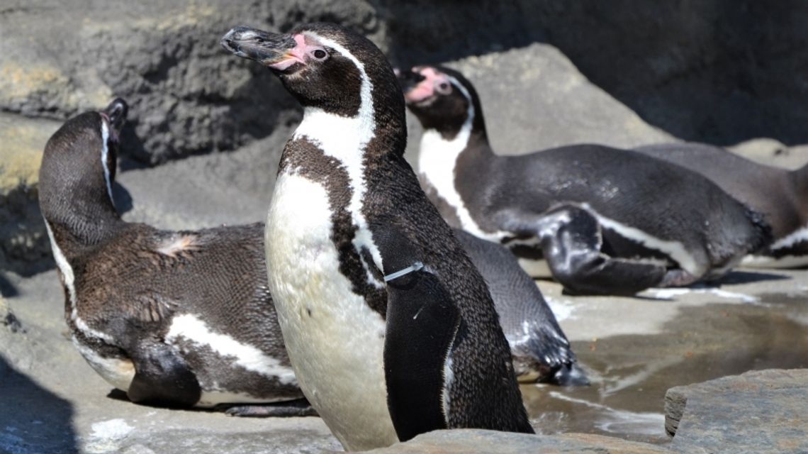 Pingwiny po raz pierwszy na wybiegu Pingwiny po raz pierwszy na wybiegu