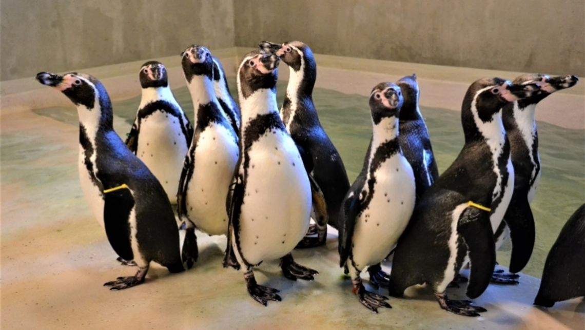 Pingwiny zadomowiły się w śląskim zoo
