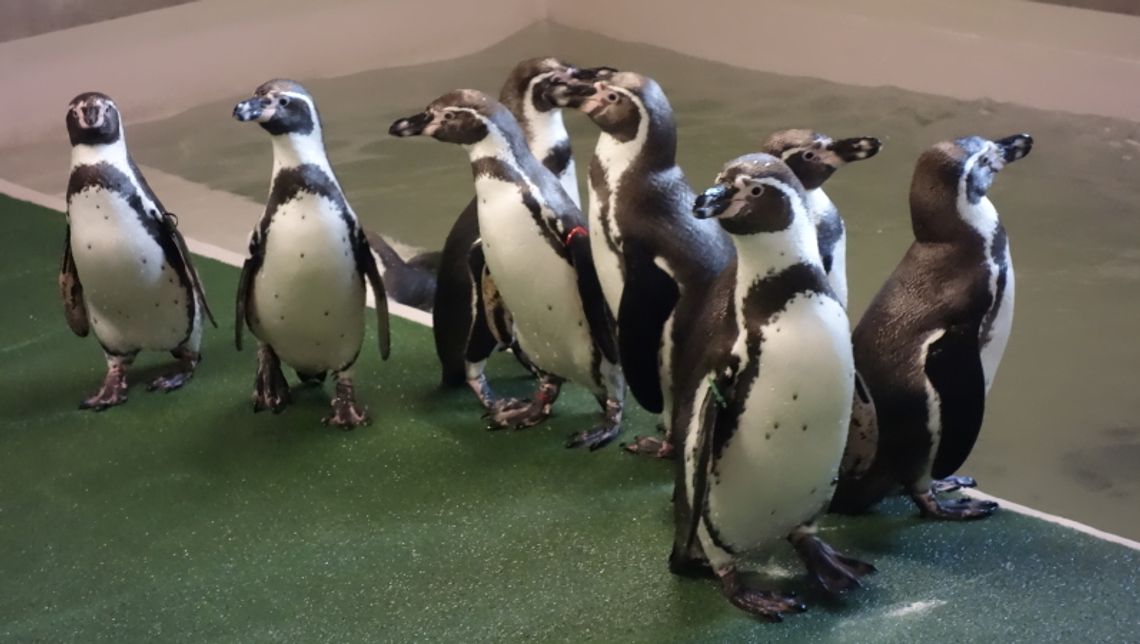 Pingwiny zamieszkały w chorzowskim zoo