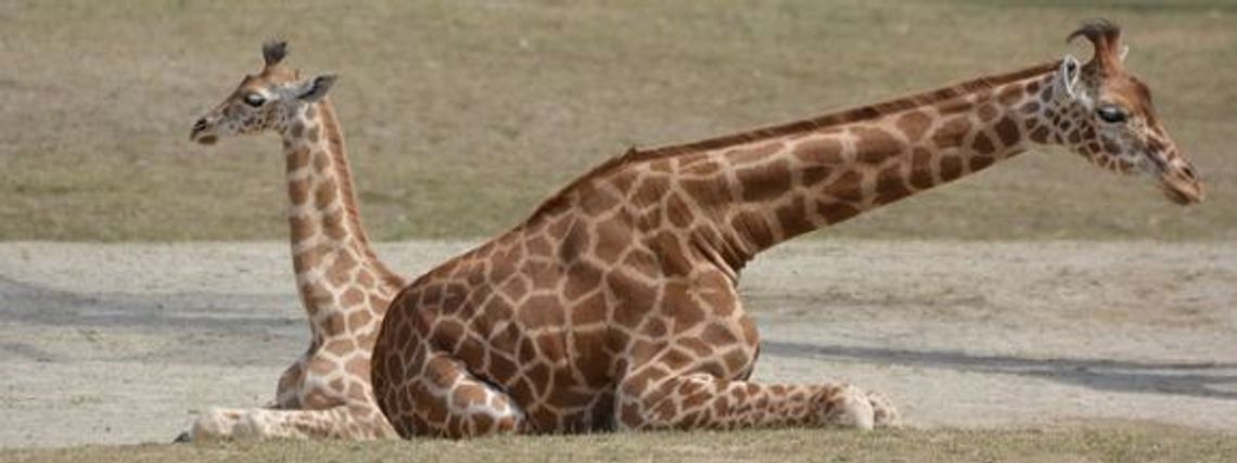  Plebiscyt DZ: wybierz imię dla żyrafki z chorzowskiego zoo!