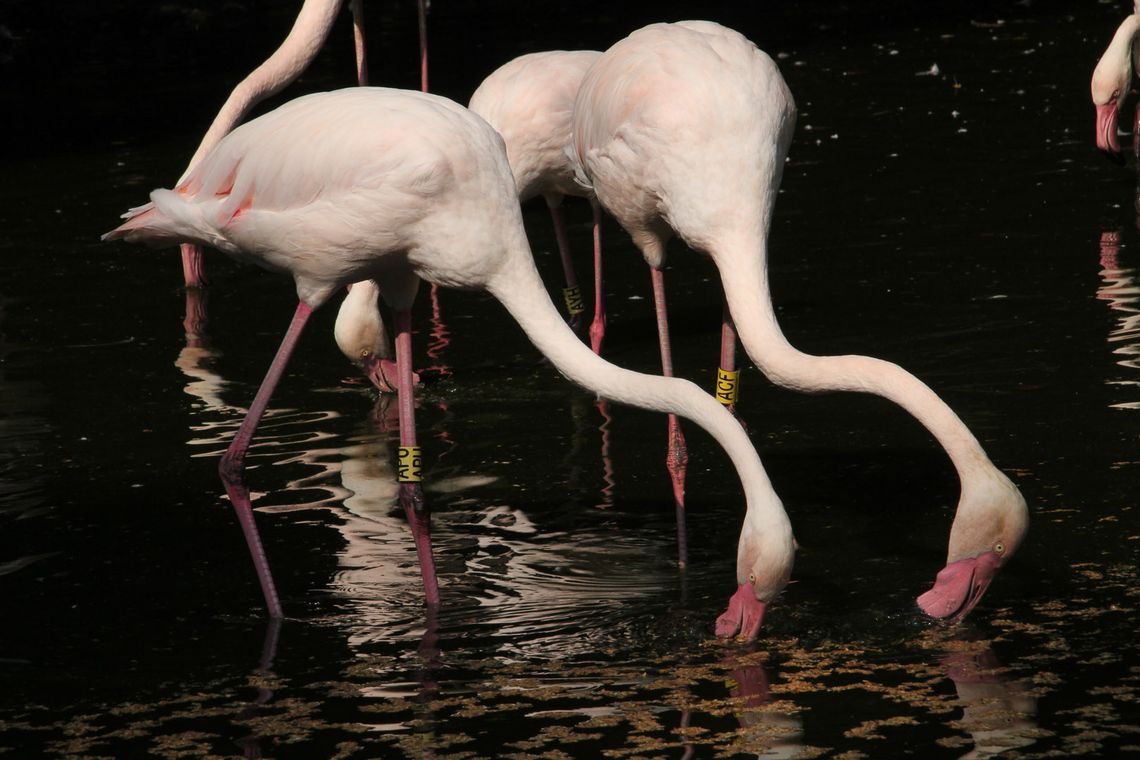 Po warsztatach czas sprawdzić swoją wiedzę! Śląskie zoo ogłosiło konkurs Po warsztatach czas sprawdzić swoją wiedzę! Śląskie zoo ogłosiło konkurs