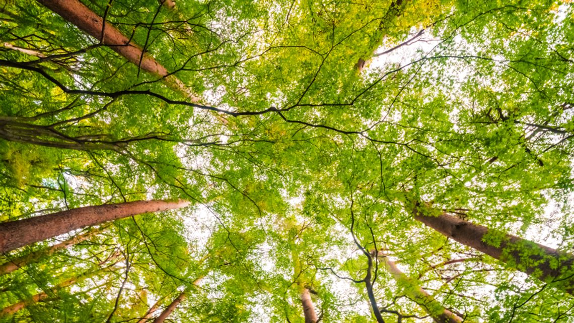 Pójdą sprzątać las Pójdą sprzątać las