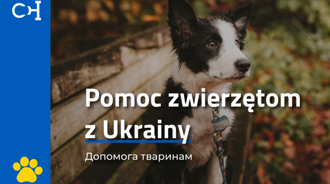 Pomoc dla zwierząt z Ukrainy