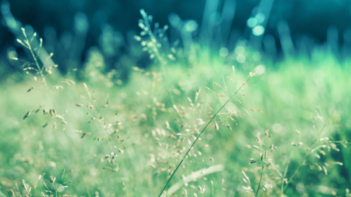 Pomysł na zielone przestrzenie Pomysł na zielone przestrzenie