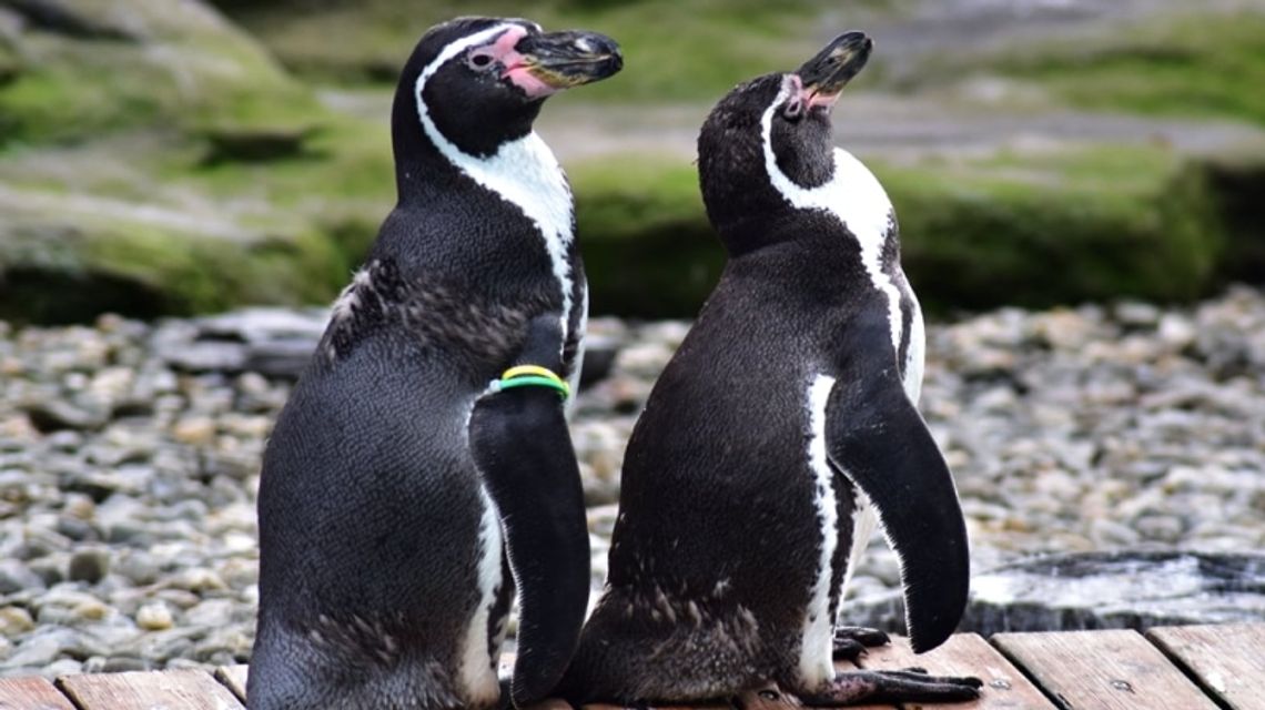 Poszukiwane imię dla pingwina