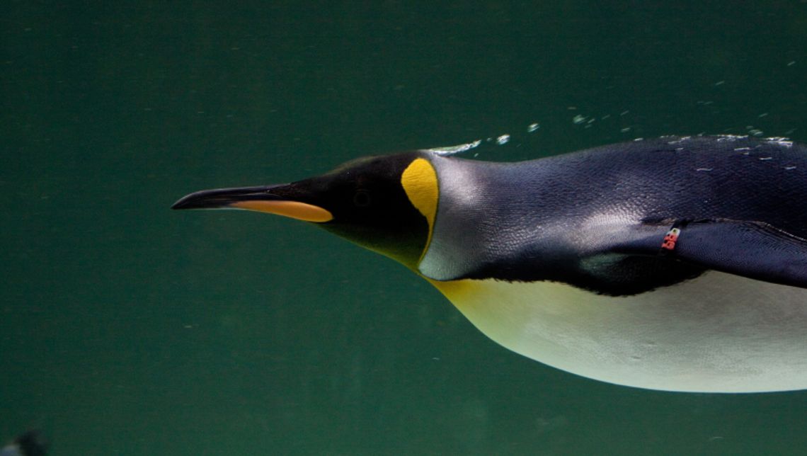 Powrót pingwinów do chorzowskiego ZOO