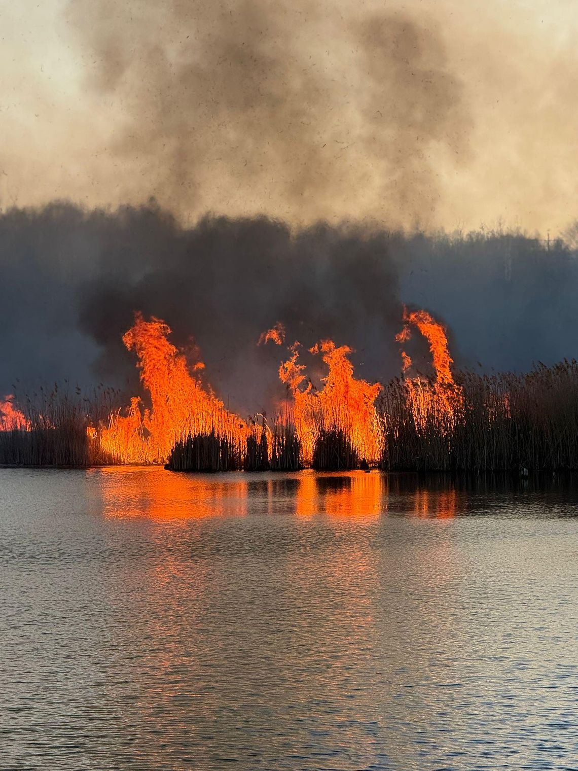 Pożar na terenie Żabich Dołów. Walka z żywiołem trwała kilka godzin Pożar na terenie Żabich Dołów. Walka z żywiołem trwała kilka godzin