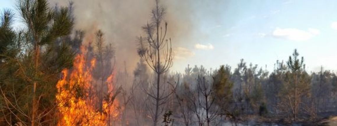 Pożar nieużytków na Nomiarki