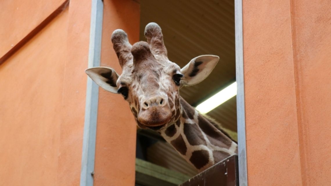 Poznajcie Ignasia - nowego mieszkańca chorzowskiego ZOO [ZDJĘCIA]