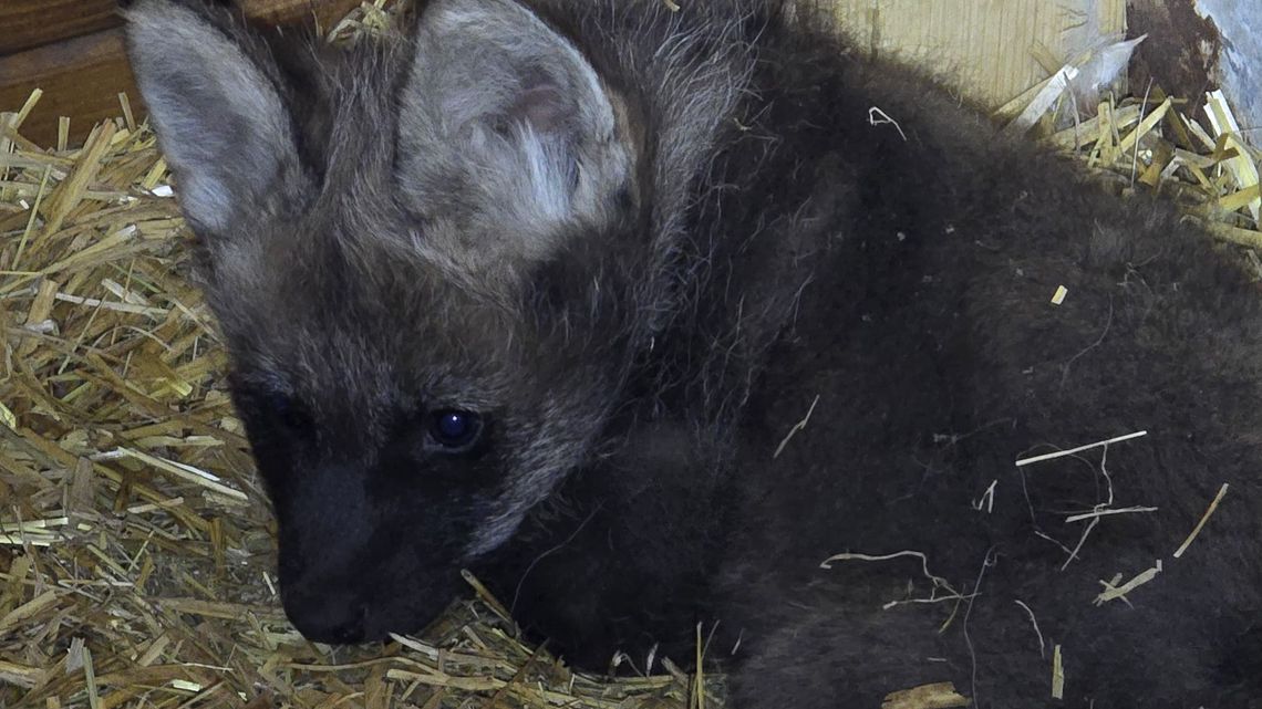 Poznaliśmy płeć wilków, które urodziły się w chorzowskim zoo!