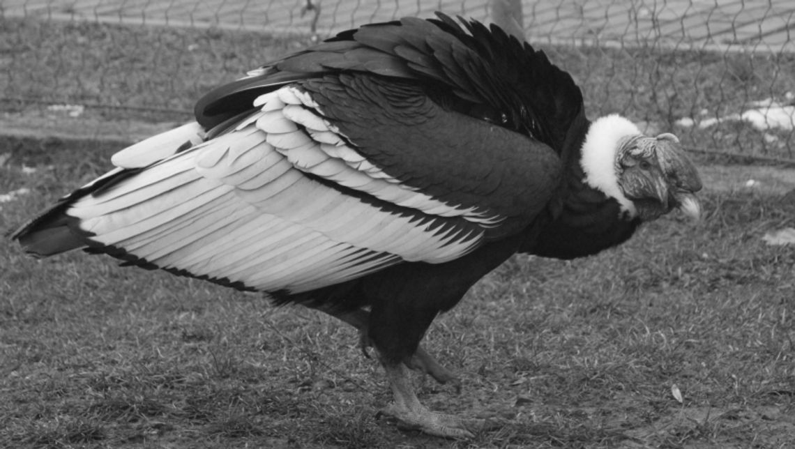 Pracownicy zoo żegnają Baltazara Pracownicy zoo żegnają Baltazara