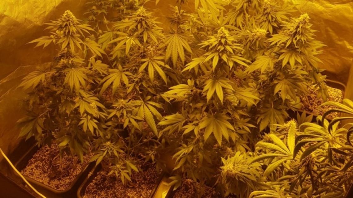 Produkował narkotyki na dużą skalę Produkował narkotyki na dużą skalę