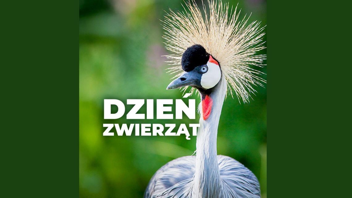 Przed nami Dzień Zwierząt w śląskim zoo Przed nami Dzień Zwierząt w śląskim zoo