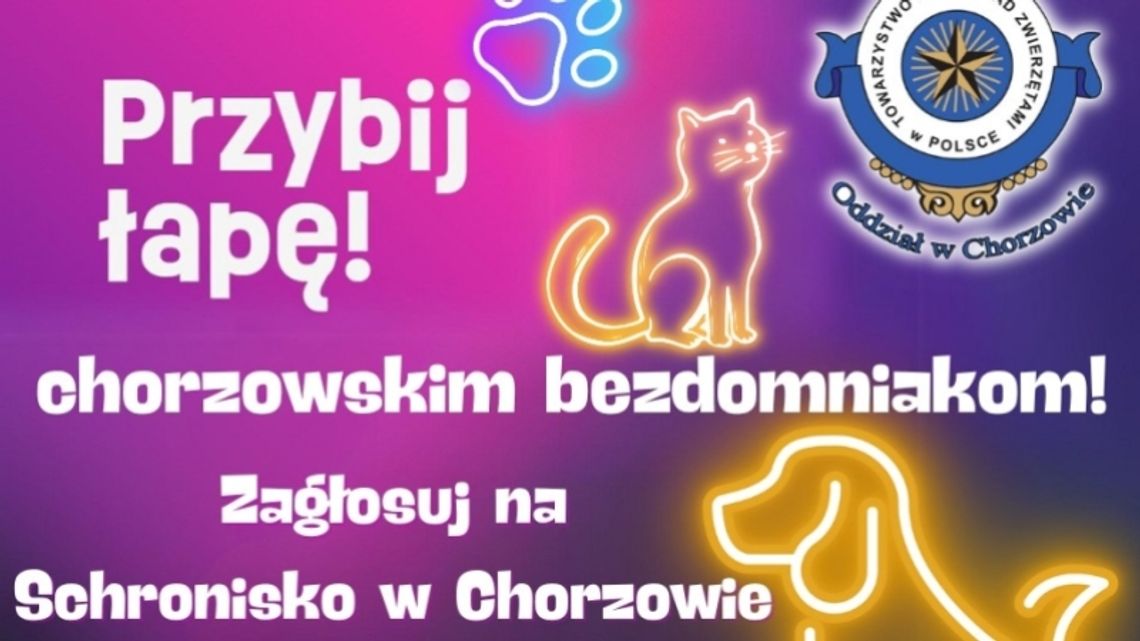 "PsiKot" wciąż ma szansę na zdobycie 40 tysięcy zł. Wszystko w naszych rękach!