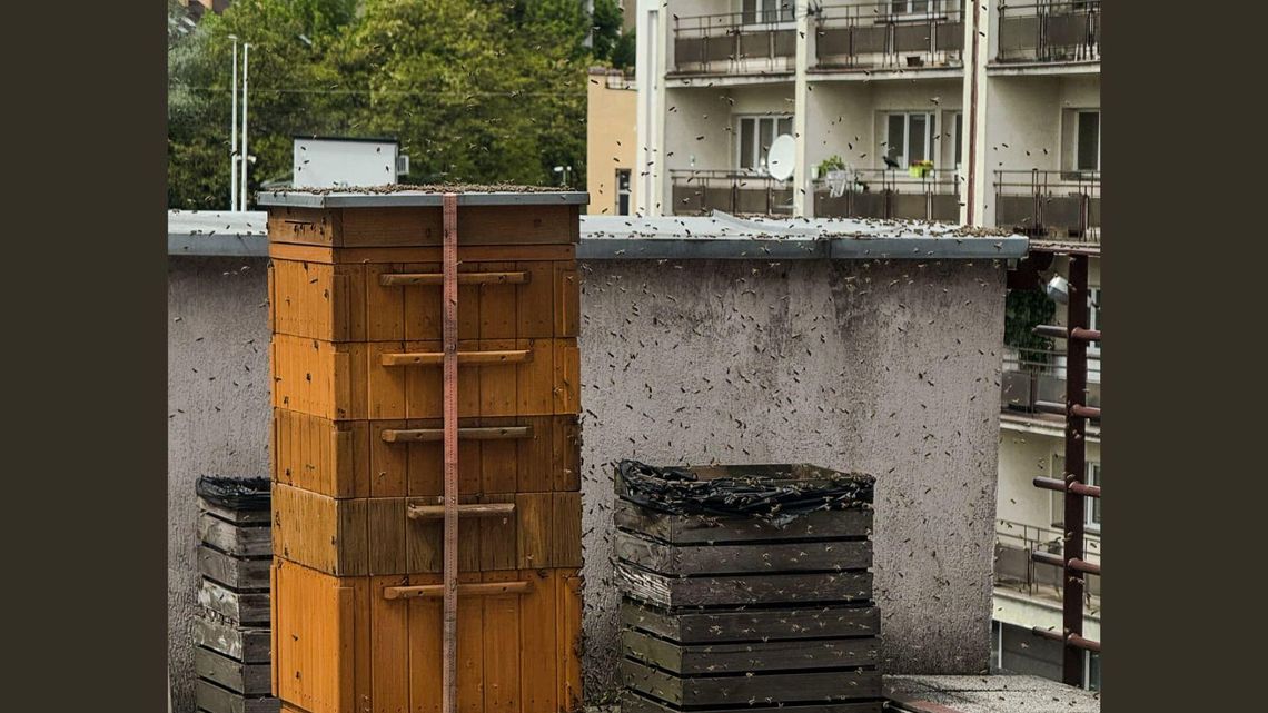 Rój pszczół w centrum Chorzowa. Wiemy już, co się stało!