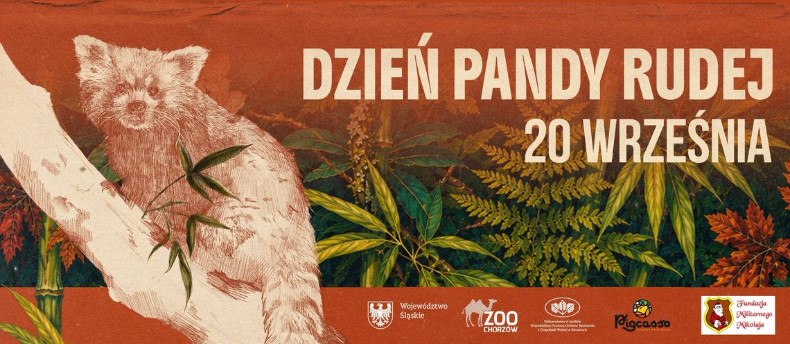 Rude futro, puszysty ogon i sporo tajemnic do odkrycia. Przed nami Dzień Pandy Rudej
