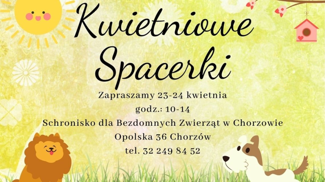Ruszają "Kwietniowe spacerki z kundelkami"! Ruszają "Kwietniowe spacerki z kundelkami"!