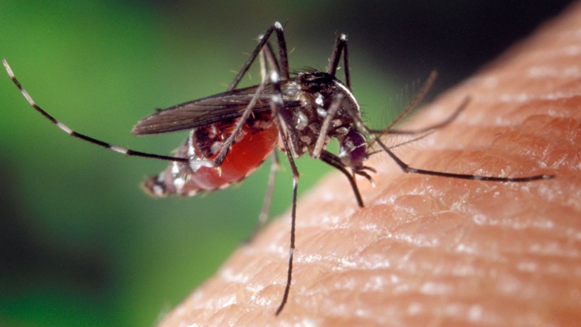 Ruszają opryski przeciwko kleszczom i komarom Ruszają opryski przeciwko kleszczom i komarom