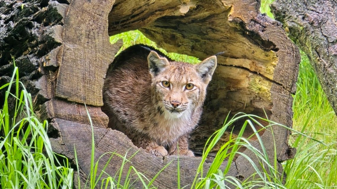 Ryś euroazjatycki nowym mieszkańcem chorzowskiego zoo