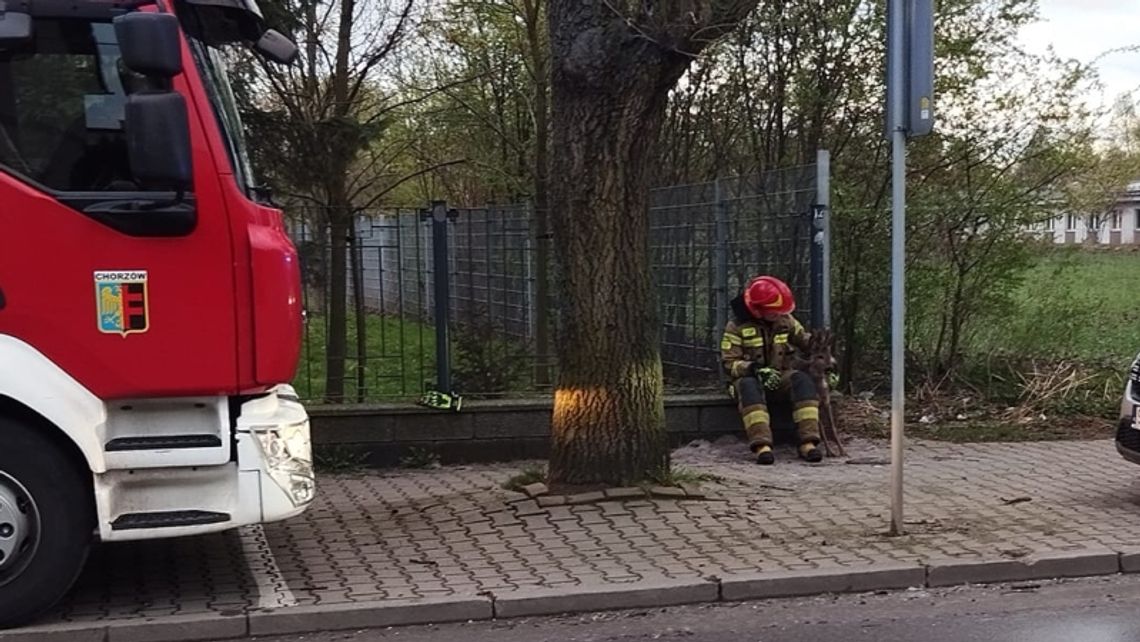 Sarna utknęła w płocie. Interweniowali strażacy i Leśne Pogotowie