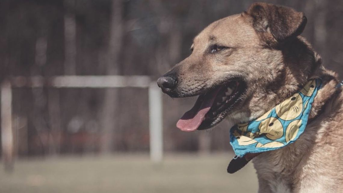 Schronisko zaprasza na Dni Otwarte