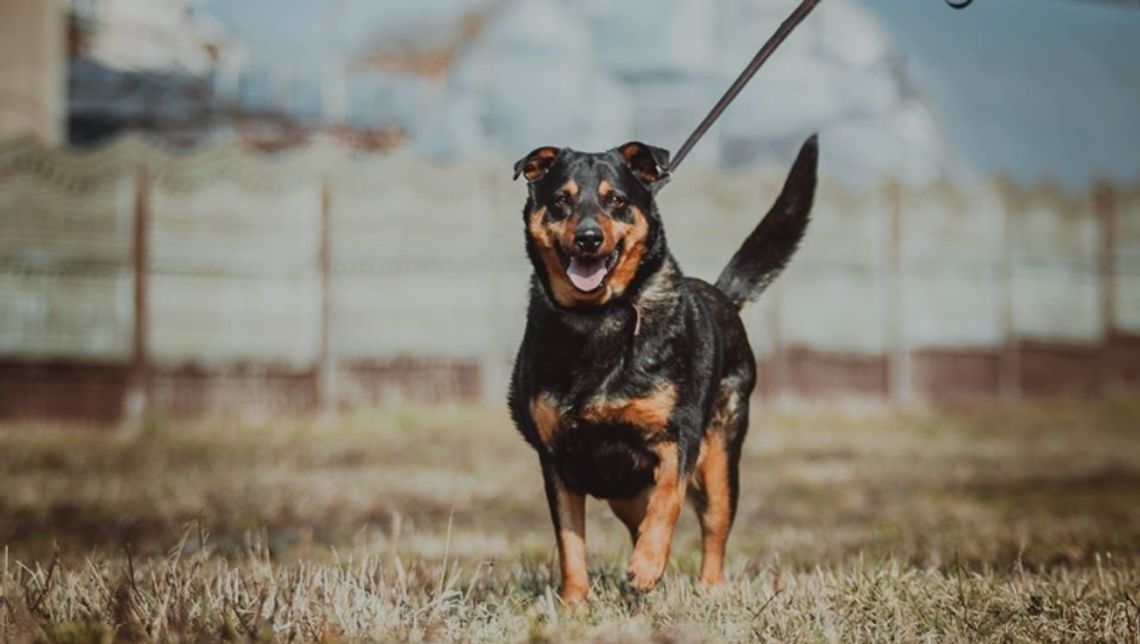 Schronisko zaprasza na dni otwarte