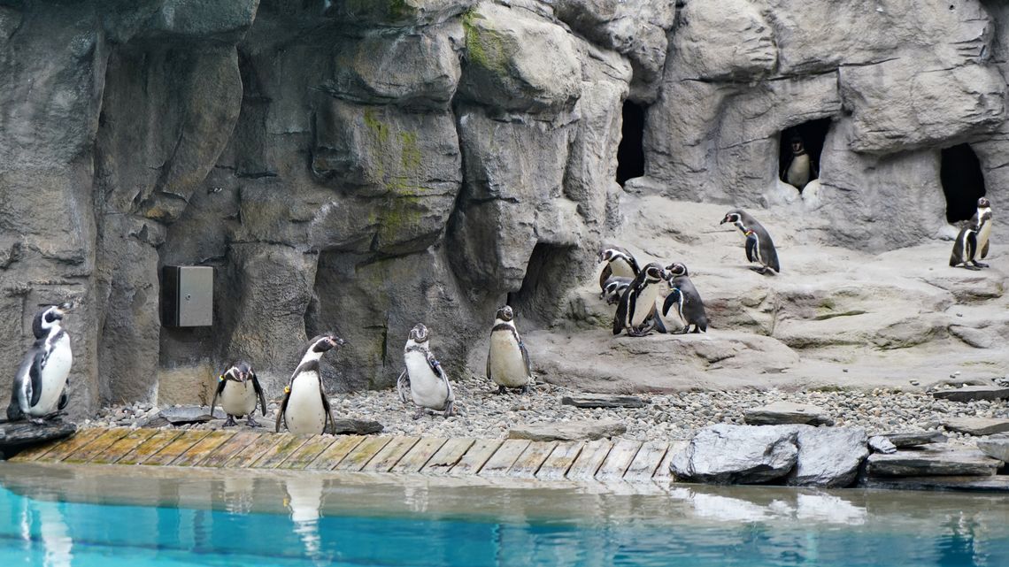 Sezon wiosenno-letni oficjalnie rozpoczęty. Na wybieg chorzowskiego zoo powróciły pingwiny!