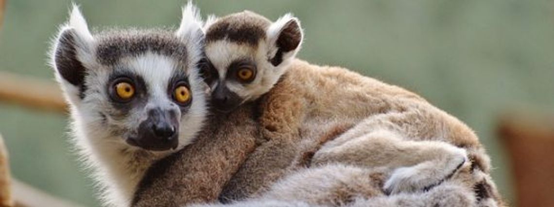 SILESION: Lemurowe święto w chorzowskim ZOO