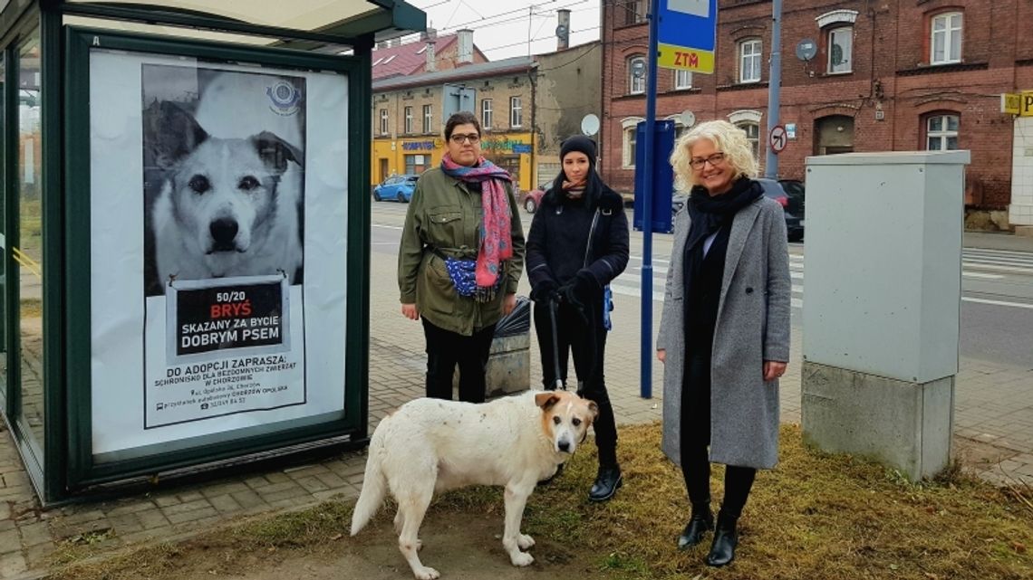 "Skazany za bycie dobrym psem"- wyjątkowa akcja chorzowskiego Schroniska i Miasta Chorzów