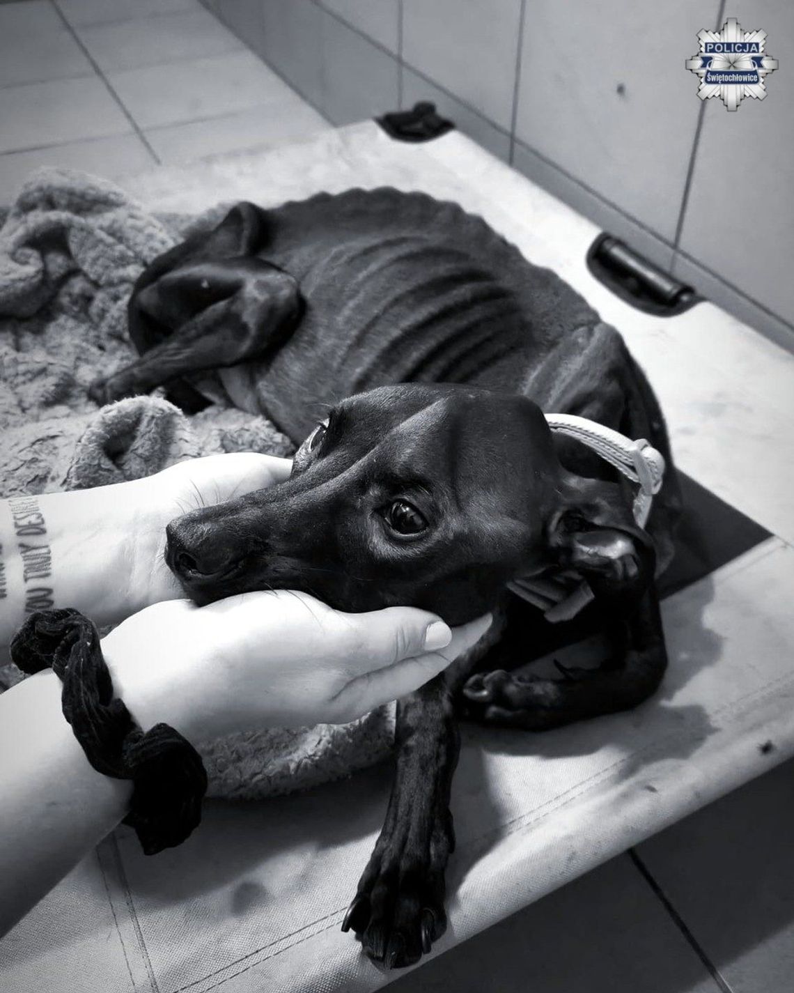 Skrajnie wychudzony pies nie przeżył – mieszkanka Świętochłowic odpowie za znęcanie się ze szczególnym okrucieństwem