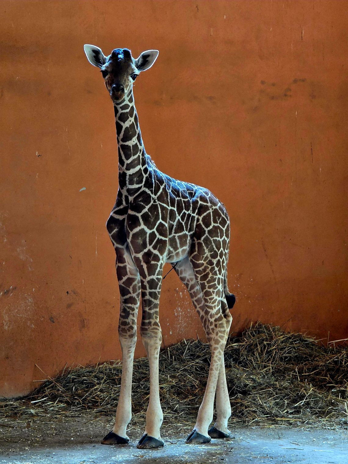 Śląskie zoo: poznaliśmy płeć nowo narodzonej żyrafy