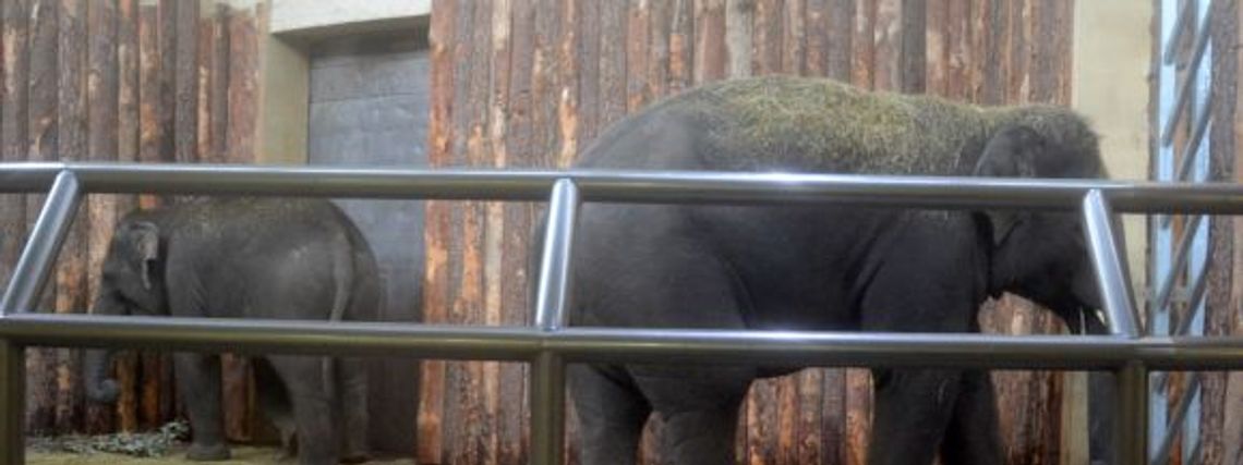 Słonie oficjalnie powitane w chorzowskim ZOO