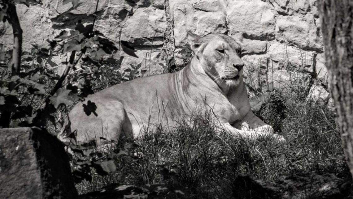 Smutne chwile w ZOO Smutne chwile w ZOO