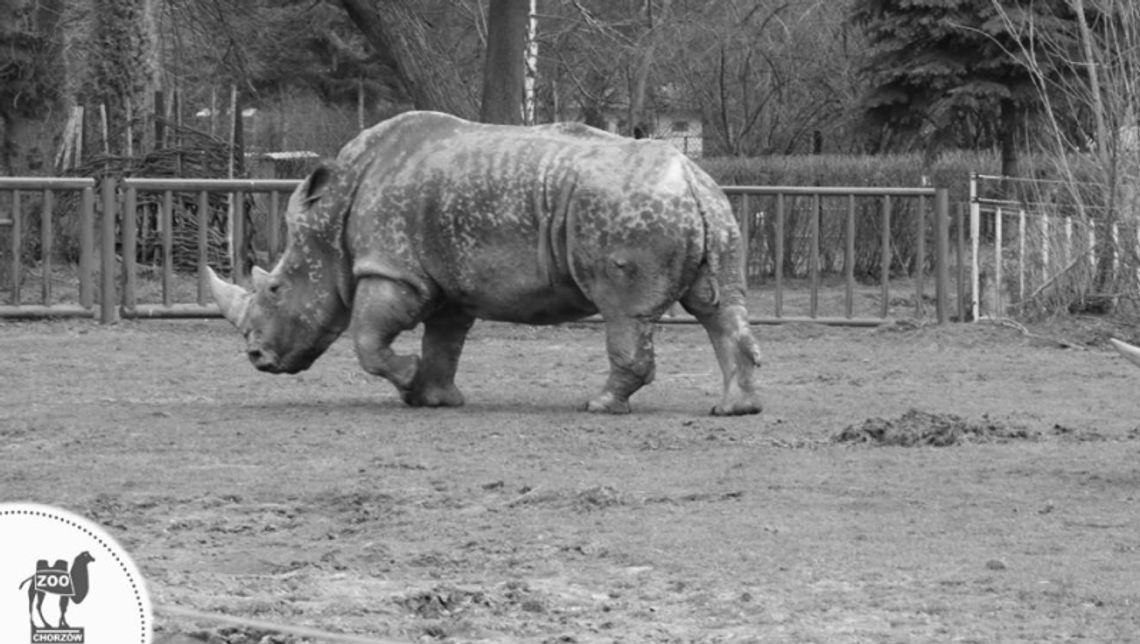 Smutne wiadomości w ZOO