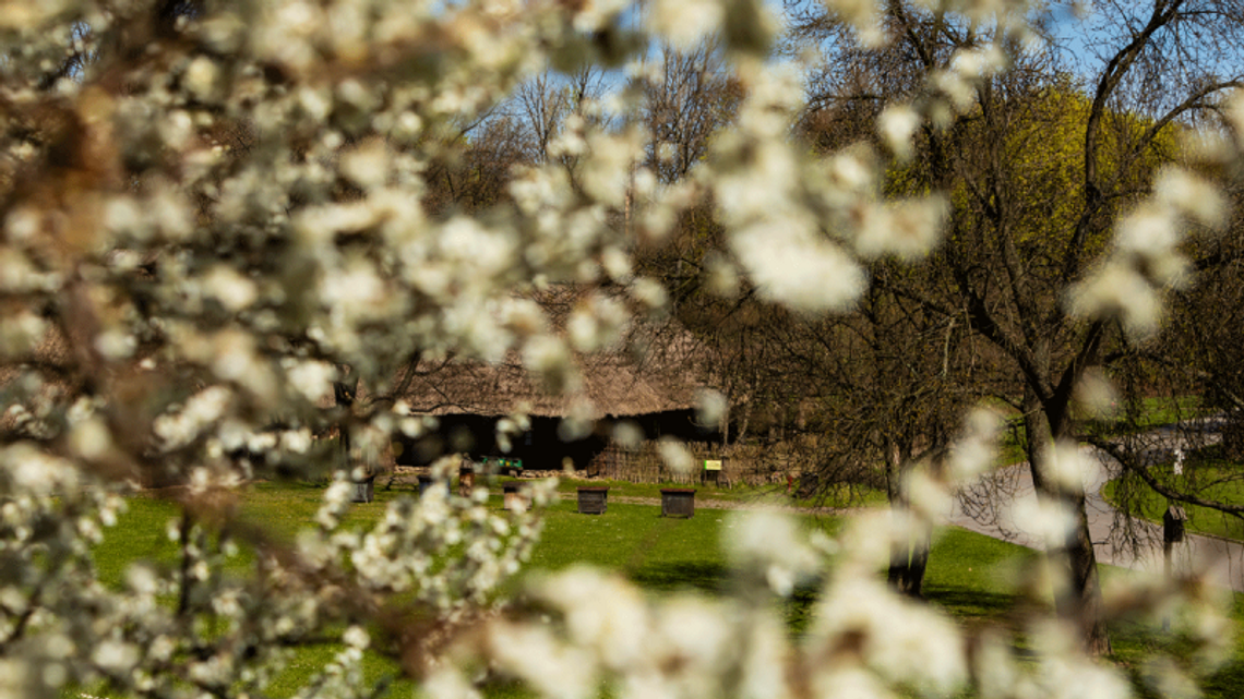 Spotkanie z Olgą Drendą w chorzowskim Skansenie Spotkanie z Olgą Drendą w chorzowskim Skansenie