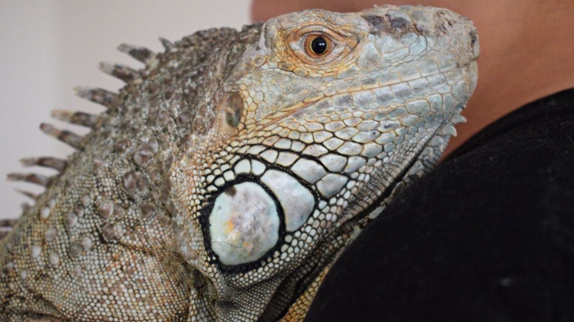 Stowarzyszenie Orle Pióro od lat pomaga egzotycznym zwierzętom