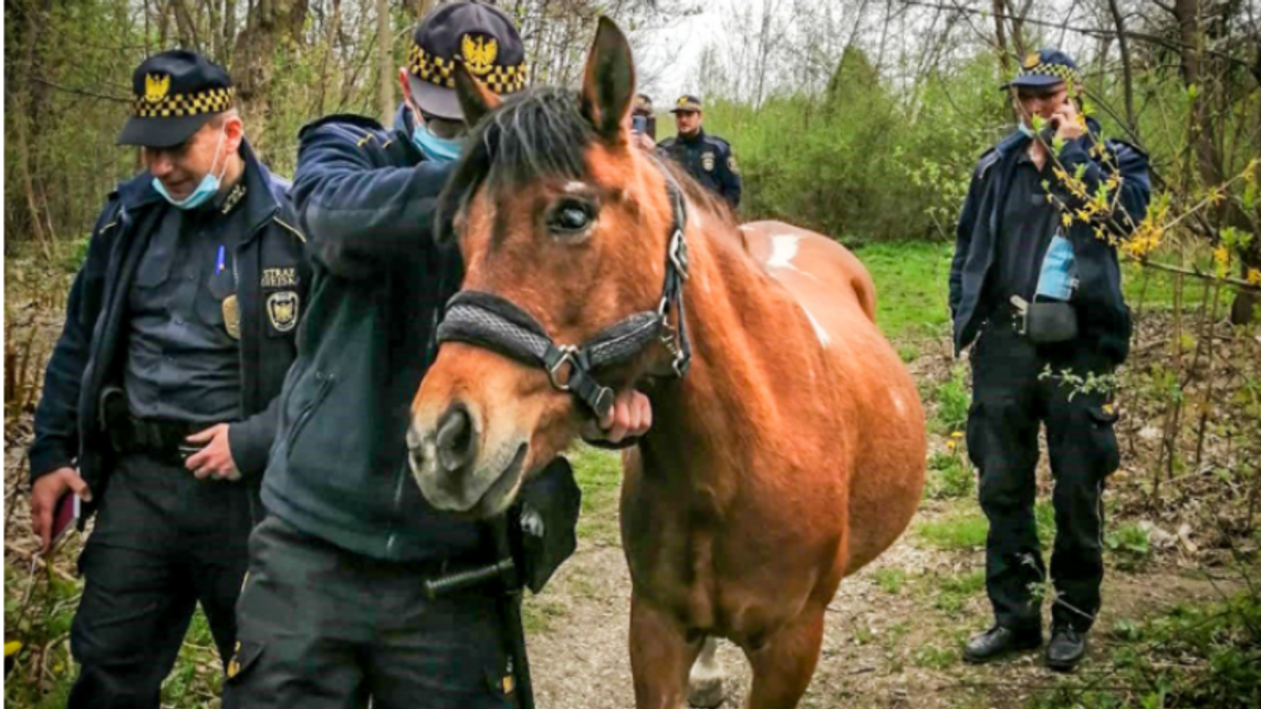 Strażnicy miejscy odłowili... konia