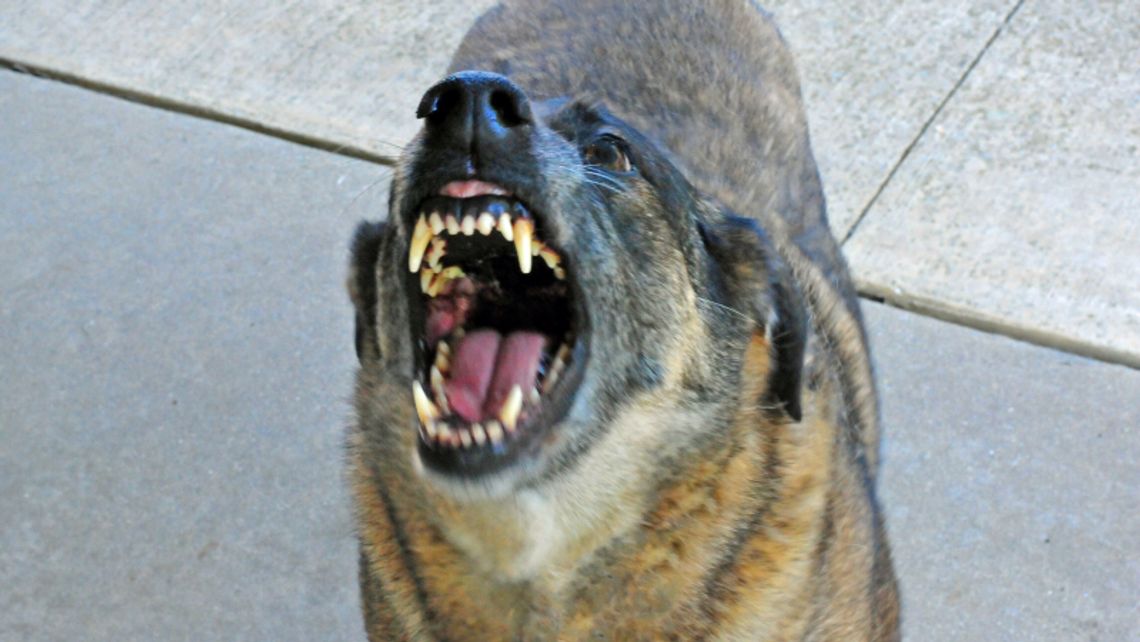 Strażnicy przyjrzą się psom i ich właścicielom