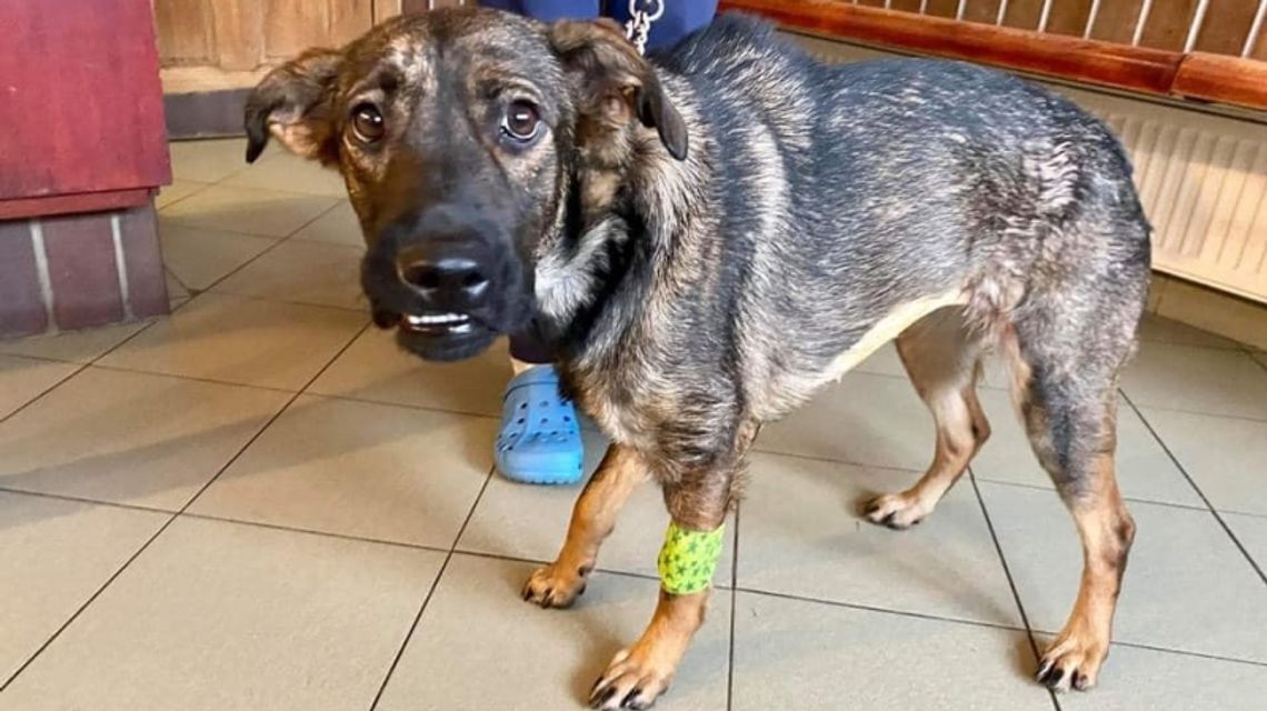 Suczka uratowana przez chorzowianina znalazła nowy dom