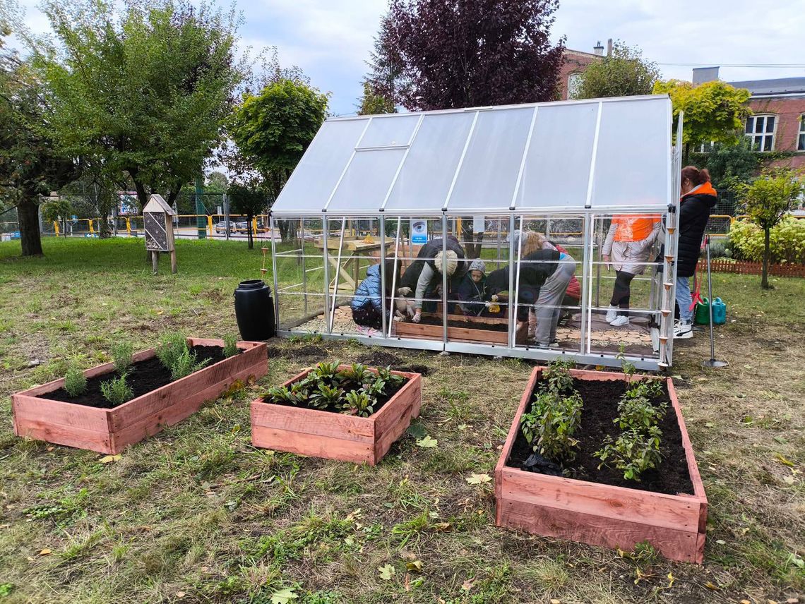 Szklarnia w świętochłowickiej „Dziesiątce” zmienia szkołę w prawdziwą zieloną oazę!